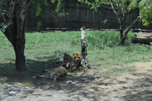 a group of tigers in the zoo