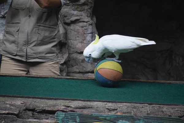 a closeup shot of a parrot on a ball