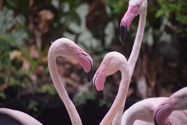 a large flock of flamingo, pink, 