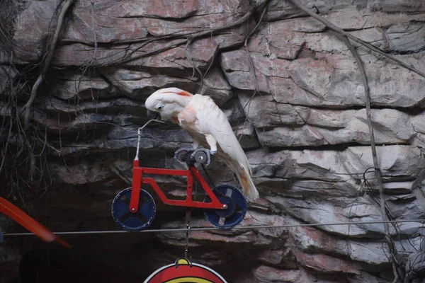 a trained parrot byclycling