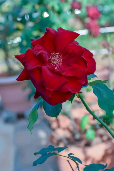 Czerwony Kwiat Ogrodzie — Zdjęcie stockowe