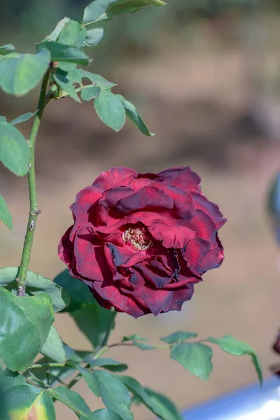 Красивые Красные Розы Ярком Фоне Сада Размытым Летним Пейзажем Состав — стоковое фото