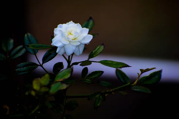 Hermosas Rosas Blancas Sobre Fondo Oscuro Cerca —  Fotos de Stock