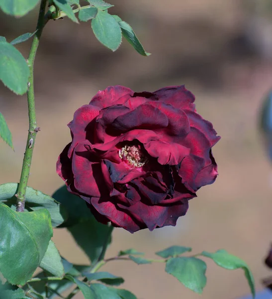 Красивый Цветок Розы Природа Флора — стоковое фото