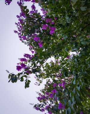 Bahçedeki güzel pembe çiçekler