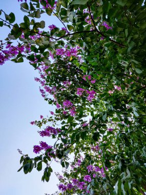 Bahçedeki güzel çiçekler