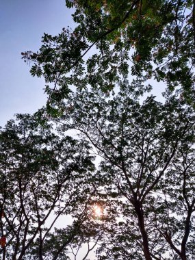 Ormanın güzel manzarası