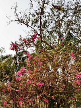 Güzel botanik fotoğrafı, doğal duvar kağıdı.