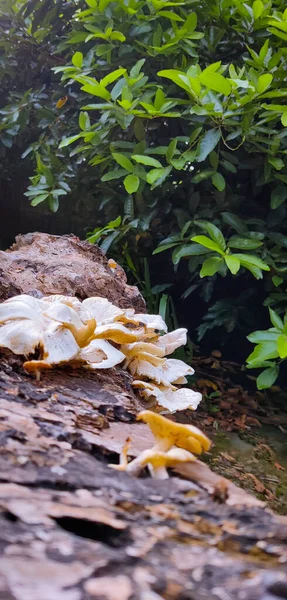 Bahçedeki güzel sarı mantarların yakın plan çekimi.