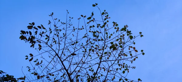 Nido Uccelli Uno Sfondo Cielo Blu — Foto Stock