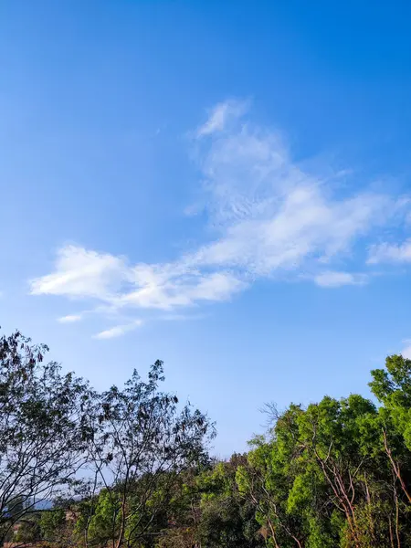 Ormanın güzel manzarası