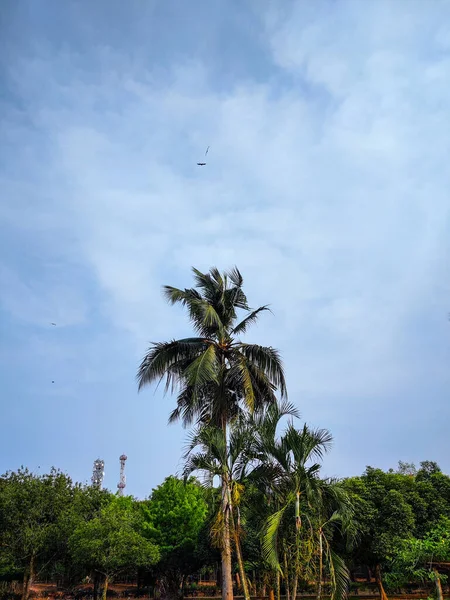 Gökte Bir Palmiye Ağacı — Stok fotoğraf