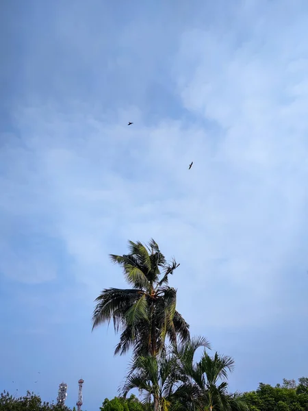 Πουλί Που Πετάει Στον Ουρανό — Φωτογραφία Αρχείου