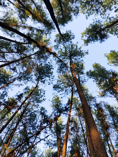 stock image pine tree in the forest