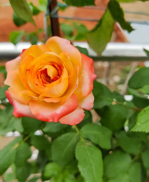 Schöne Rose Garten — Stockfoto