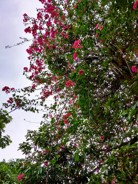 stock image beautiful flowers in the garden