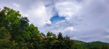 Bulutlu arka planı olan yeşil bir ağacın alçak açılı görüntüsü. 