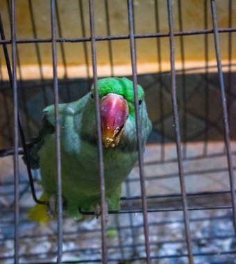 Güzel yeşil bir papağanın yakın plan fotoğrafı. 