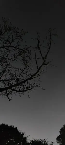 Větev Stromu Černém Pozadí — Stock fotografie