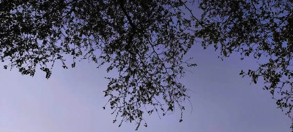 Gyönyörű Kilátás Nyílik Erdőre — Stock Fotó
