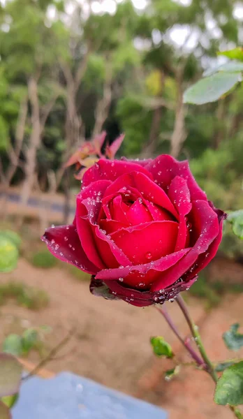 Piękna Różowa Róża Ogrodzie — Zdjęcie stockowe
