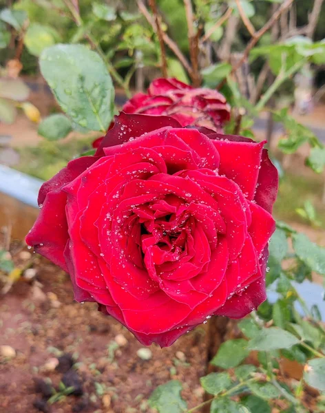 Роза Саду — стоковое фото