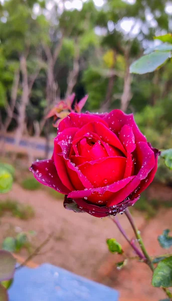 Piękna Czerwona Róża Ogrodzie — Zdjęcie stockowe
