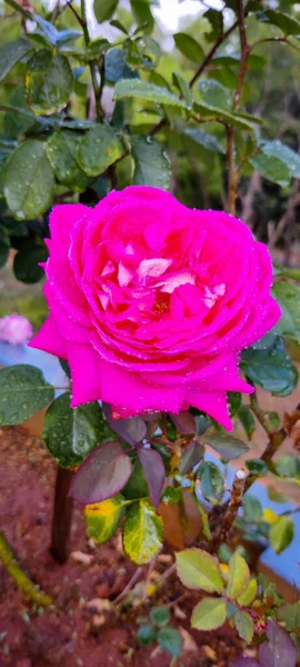 Piękna Różowa Róża Ogrodzie — Zdjęcie stockowe