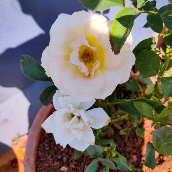 stock image white rose flower in the garden 