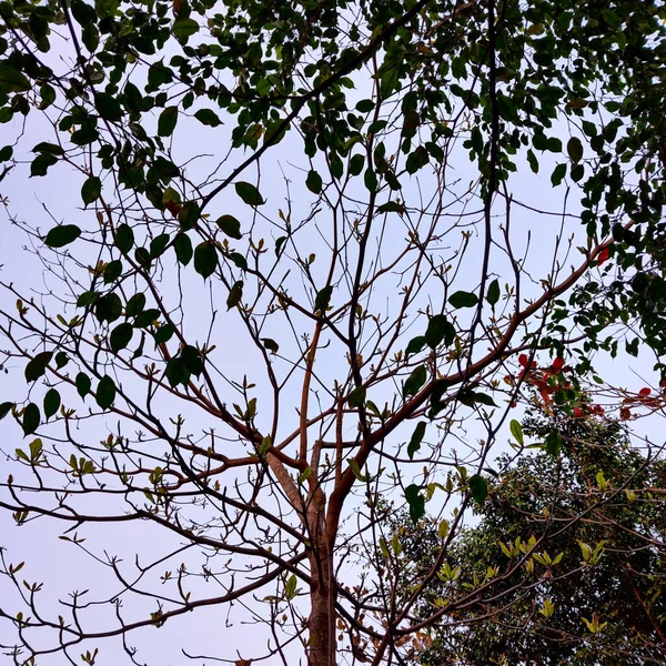 Une Branche Arbre Aux Feuilles Vertes — Photo