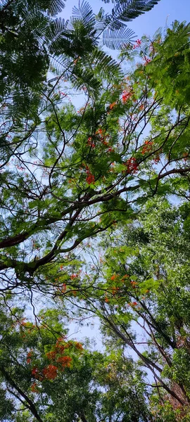 Зелене Листя Лісі — стокове фото