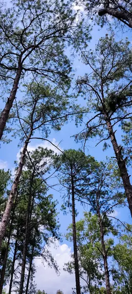 Ormanın güzel manzarası