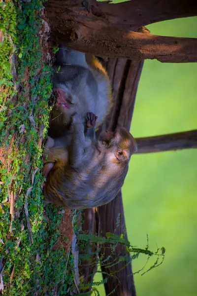 Ağaçta baş aşağı asılı bir maymun
