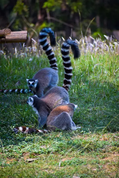 Bir lemur çimlerin üzerinde yatıyor.