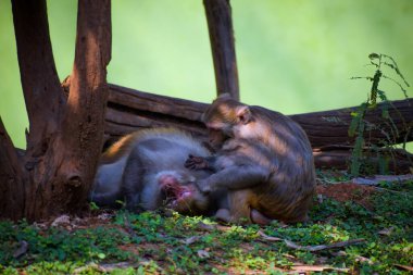 Bir maymun çimenlerde sırtüstü yatıyor.