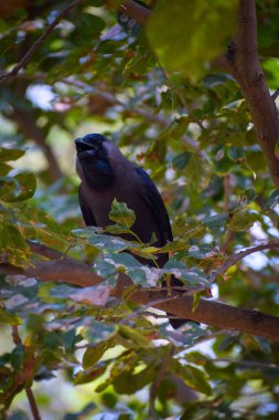 Bir ağacın dalında oturan bir kuş.