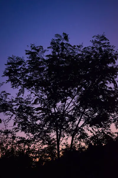 a tree with a purple sky in the background