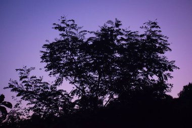 Ormanda gün batımının güzel bir manzarası