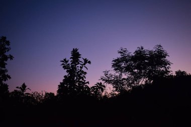 Bir gün batımı Ağaçlardan bir siluet ve bir kuş