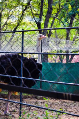 Ağaçlarla çevrili bir bölgede devekuşu.