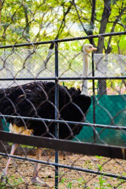 Bölgede çitlerle çevrili bir devekuşu.