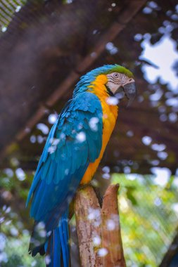Hayvanat bahçesindeki bir dalda oturan renkli bir papağan.