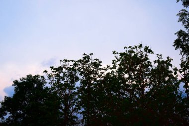 Mavi gökyüzü olan bir ağacın silueti