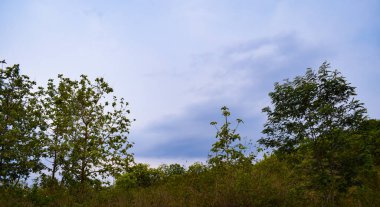 Ağaçları ve mavi gökyüzü olan güzel bir manzara.
