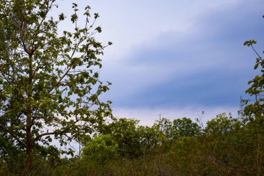 Ormanda bir ağacı olan güzel bir manzara.