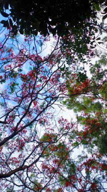 Güzel botanik fotoğrafı, doğal duvar kağıdı.