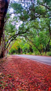 Sonbahar yaprakları yerde.
