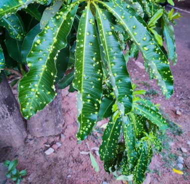 Yeşil yapraklı yeşil bitki 