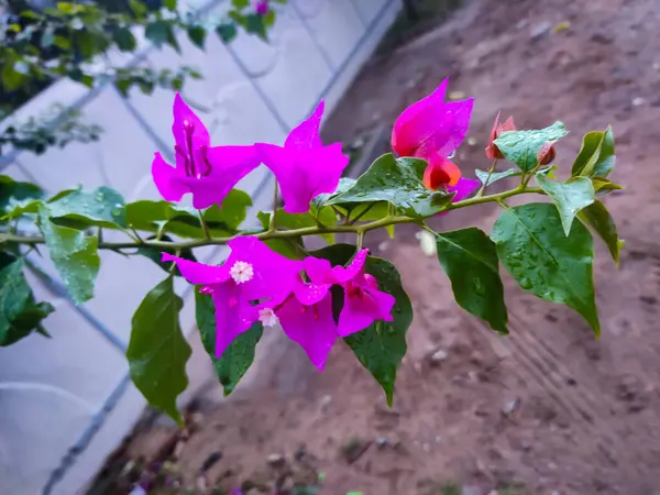 Bahçedeki güzel pembe çiçekler