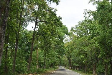 Ormanda yeşil ağaçlar